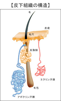 皮下組織の構造